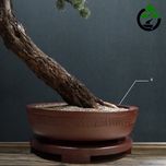 درختچه نیمه مصنوعی کاج طرح بونسای 1-1