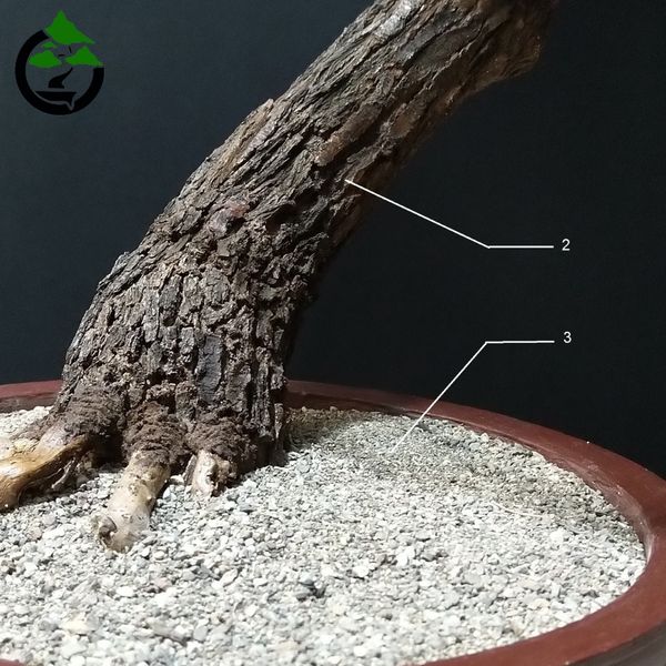 درختچه نیمه مصنوعی کاج طرح بونسای 1-1