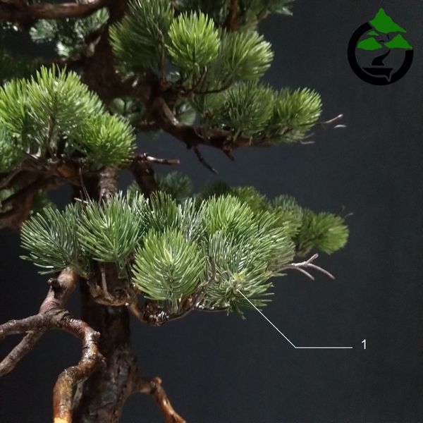 درختچه نیمه مصنوعی کاج طرح بونسای 2-1