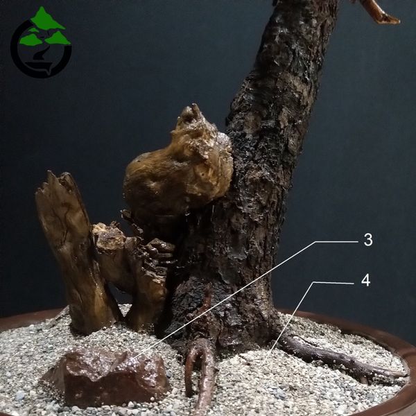 درختچه نیمه مصنوعی کاج طرح بونسای 2-1