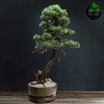 درختچه نیمه مصنوعی کاج طرح بونسای 2-1