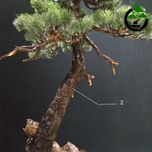 درختچه نیمه مصنوعی کاج طرح بونسای 2-1