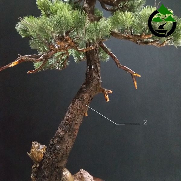 درختچه نیمه مصنوعی کاج طرح بونسای 2-1