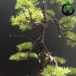 درختچه نیمه مصنوعی کاج طرح بونسای3-2