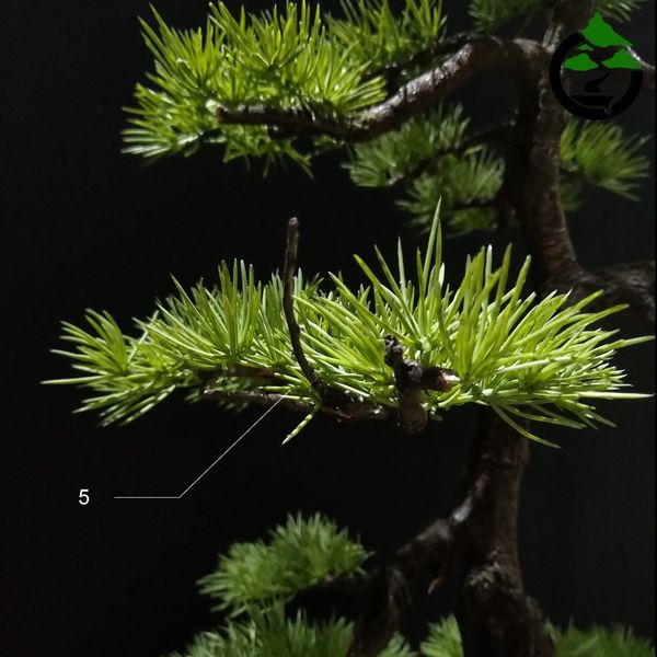 درختچه نیمه مصنوعی کاج طرح بونسای3-2