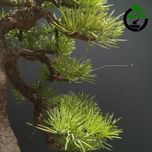 درختچه نیمه مصنوعی کاج طرح بونسای 2-2