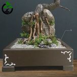 درختچه نیمه مصنوعی کاج طرح بونسای 2-2