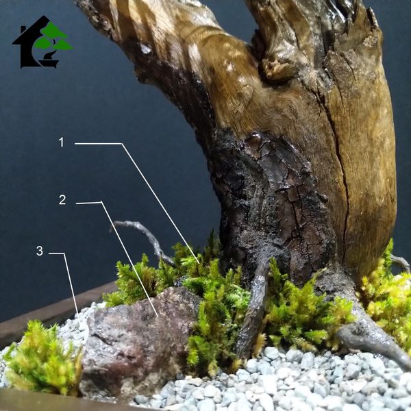 درختچه نیمه مصنوعی کاج طرح بونسای 4-2