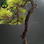 درختچه نیمه مصنوعی کاج طرح بونسای 1-2