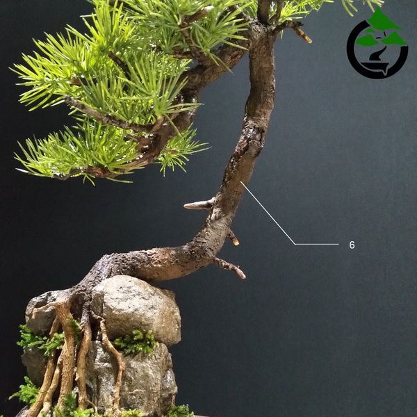 درختچه نیمه مصنوعی کاج طرح بونسای 2-2