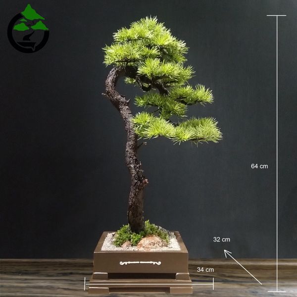 درختچه نیمه مصنوعی کاج طرح بونسای 1-2