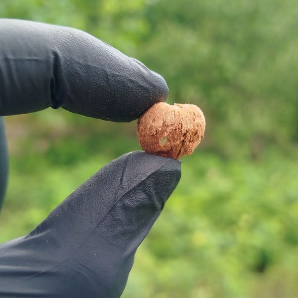 فندق با پوست آذرشهر 500گرمی | تازه امسالی، توپر و خوشطعم محلی