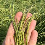 برنج دمسیاه استخوانی آستانه اشرفیه (10کیلویی)