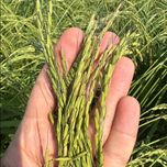 برنج دمسیاه استخوانی آستانه اشرفیه(5 کیلوگرم)