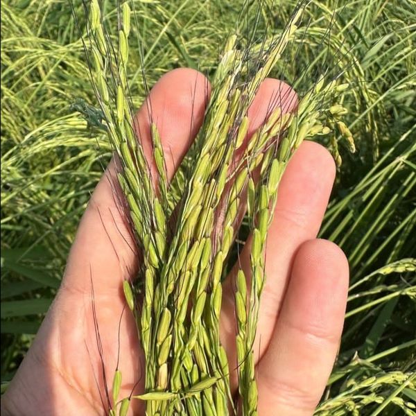 برنج دمسیاه استخوانی آستانه اشرفیه(5 کیلوگرم)