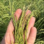 دمسیاه استخوانی آستانه اشرفیه(20کیلویی)