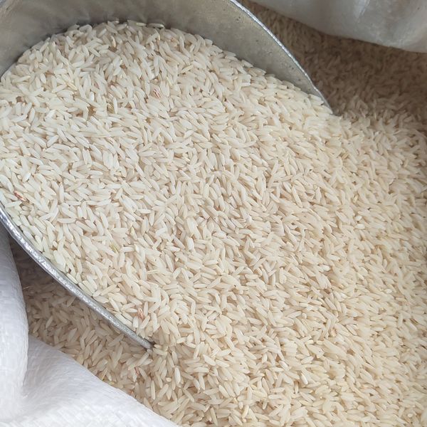 زرددم اشرافی قیمت عمده(50 کیلو)