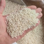 زرددم اشرافی قیمت عمده(50 کیلو)