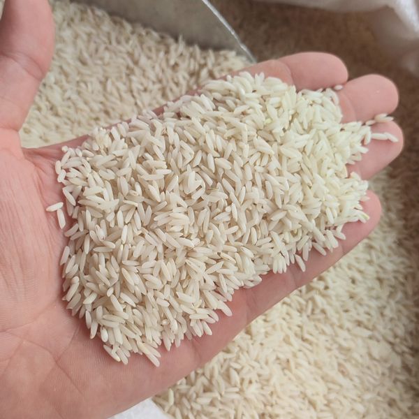 زرددم اشرافی قیمت عمده(50 کیلو)