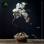 درختچه نیمه مصنوعی شکوفه سیب طرح بونسای 3-1