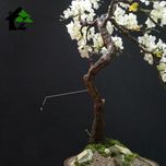 درختچه نیمه مصنوعی شکوفه سیب طرح بونسای 3-1