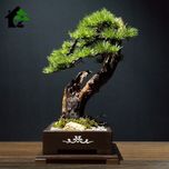 درختچه نیمه مصنوعی کاج طرح بونسای 4-2