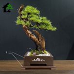 درختچه نیمه مصنوعی کاج طرح بونسای 4-2