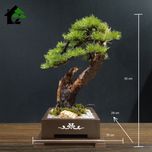 درختچه نیمه مصنوعی کاج طرح بونسای 4-2