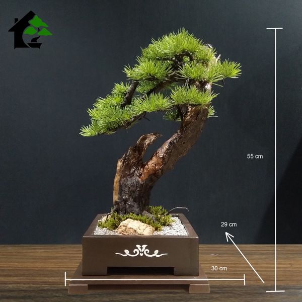 درختچه نیمه مصنوعی کاج طرح بونسای 4-2