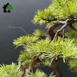 درختچه نیمه مصنوعی کاج طرح بونسای 5-2