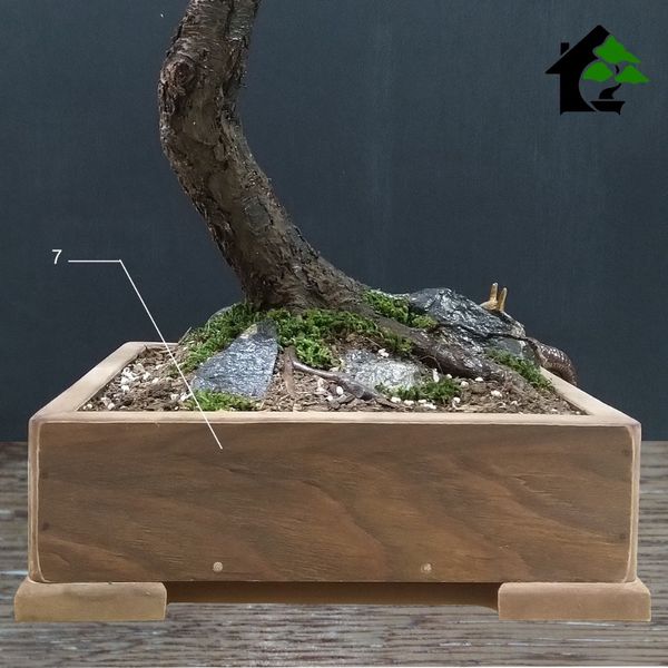 درختچه نیمه مصنوعی کاج طرح بونسای 5-2