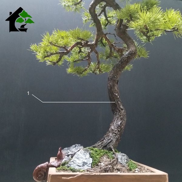 درختچه نیمه مصنوعی کاج طرح بونسای 5-2