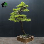 درختچه نیمه مصنوعی کاج طرح بونسای 5-2