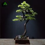 درختچه نیمه مصنوعی کاج طرح بونسای 5-2