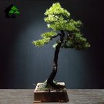 درختچه نیمه مصنوعی کاج طرح بونسای 5-2