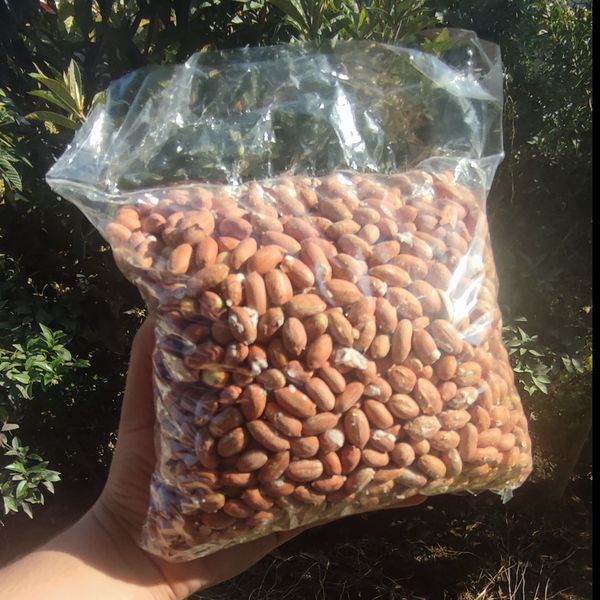 بادام زمینی تازه آستانه اشرفیه(1کیلویی)