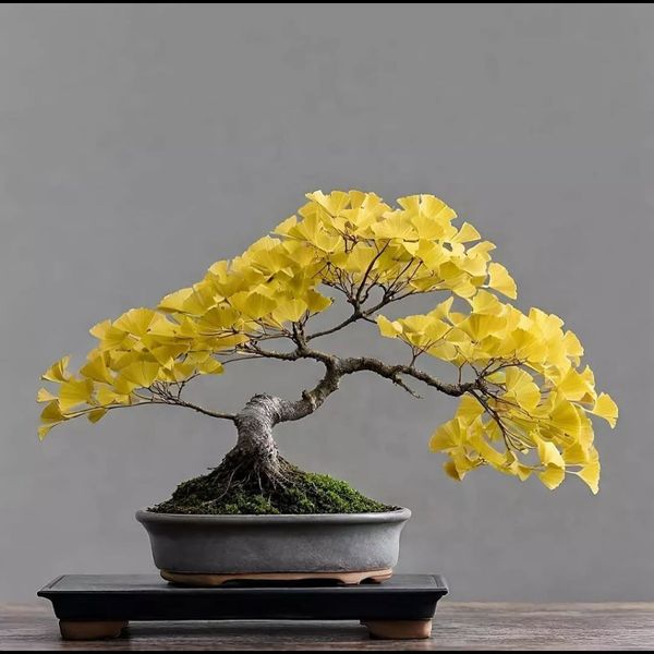 بذر جینکو (ژینکو) بسته 100عددی