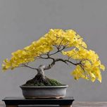 بذر جینکو (ژینکو) بسته 4عددی