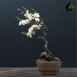 درختچه نیمه مصنوعی شکوفه سیب طرح بونسای 4-1