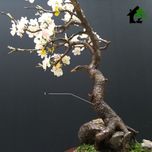 درختچه نیمه مصنوعی شکوفه سیب طرح بونسای 4-1