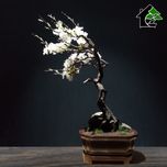 درختچه نیمه مصنوعی شکوفه سیب طرح بونسای 4-1