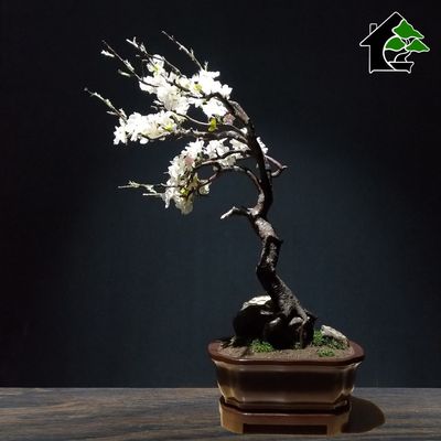 درختچه نیمه مصنوعی شکوفه سیب طرح بونسای 4-1