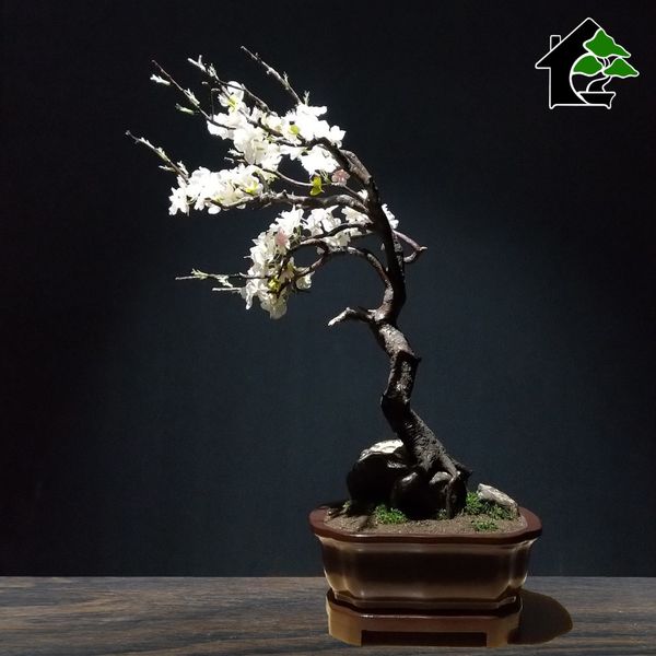 درختچه نیمه مصنوعی شکوفه سیب طرح بونسای 4-1