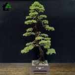 درختچه نیمه مصنوعی کاج طرح بونسای3-2
