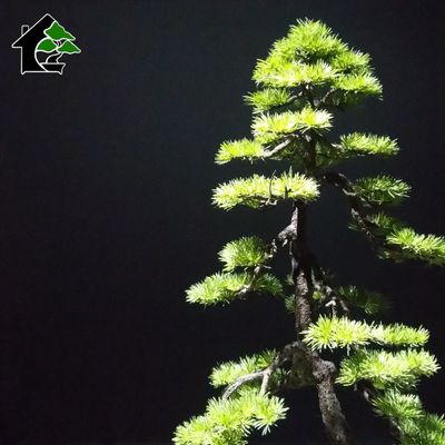 درختچه نیمه مصنوعی کاج طرح بونسای3-2