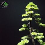 درختچه نیمه مصنوعی کاج طرح بونسای3-2