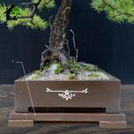 درختچه نیمه مصنوعی کاج طرح بونسای3-2