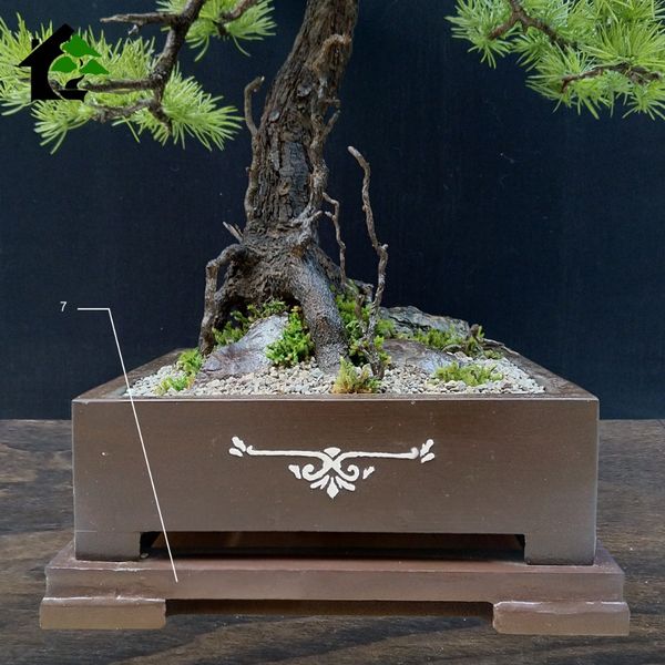 درختچه نیمه مصنوعی کاج طرح بونسای3-2