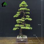 درختچه نیمه مصنوعی کاج طرح بونسای3-2