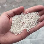 طارم محلی گیلان (10 کیلویی)